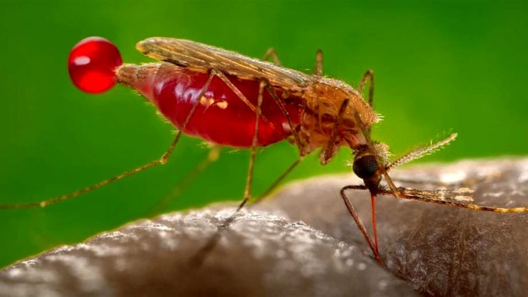 Primo caso in Sicilia di “virus delle zanzare”, è marsalese l’uomo in ospedale