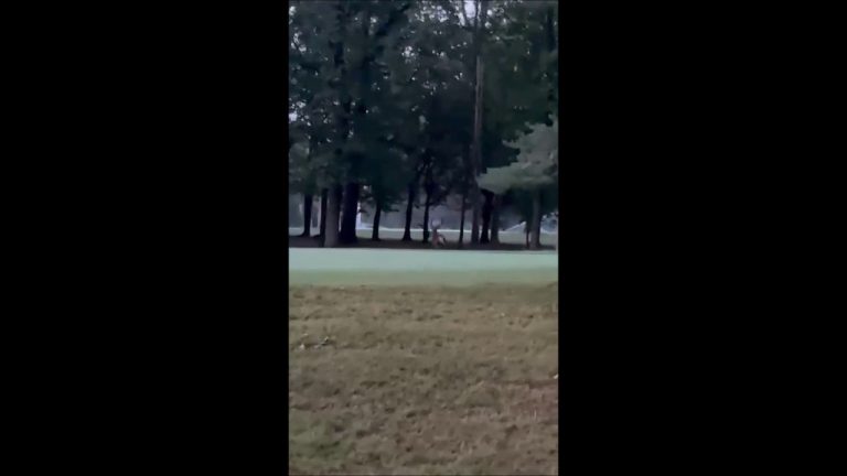 Ricompare il cervo nel parco della Reggia di Monza