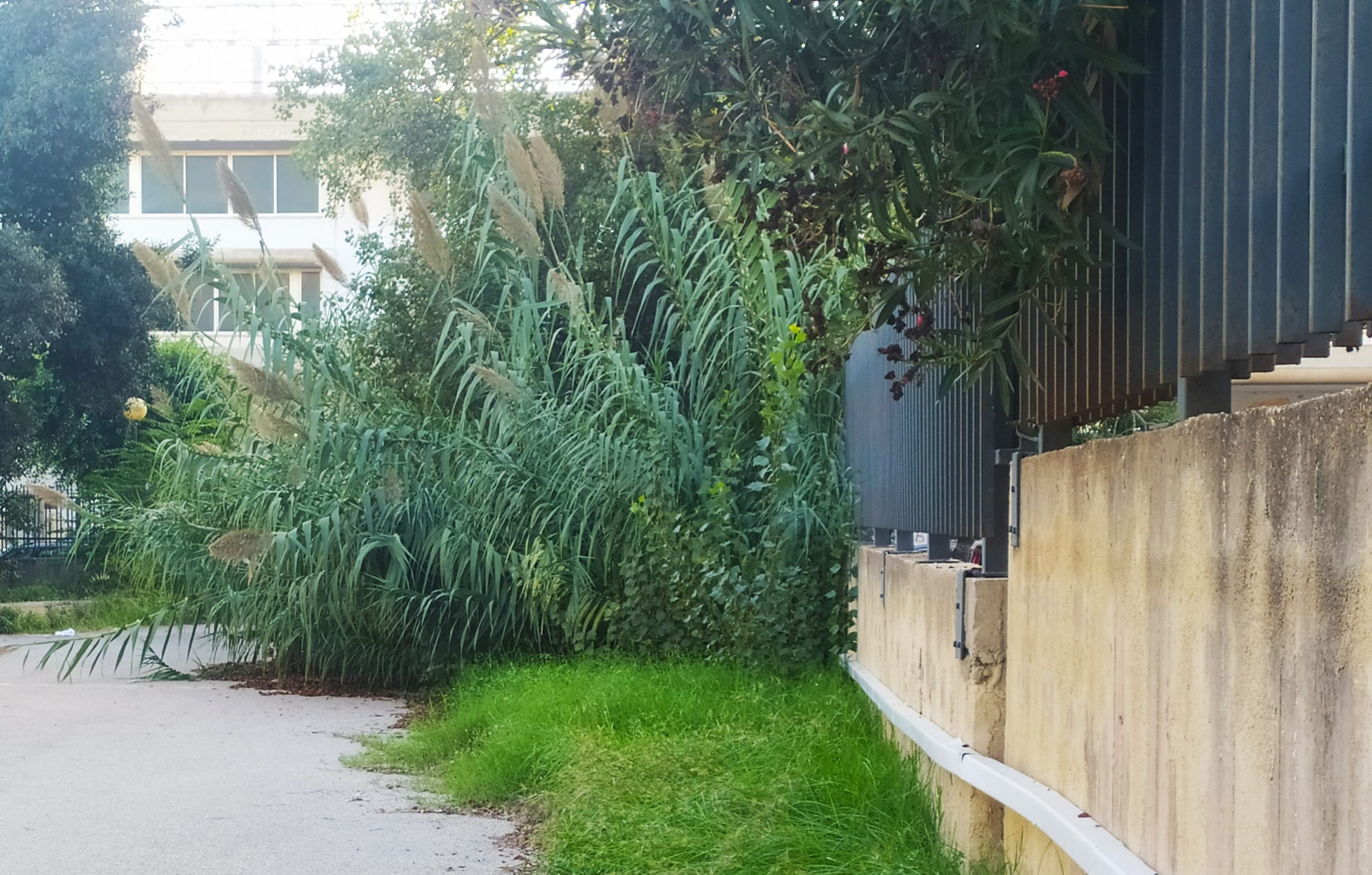 Marsala: verde pubblico indecoroso, dirigenza e Consiglio di istituto del Cavour sollecitano il Comune