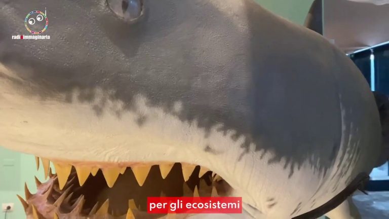 Tante piccole cose per salvare il mare, ecco quali sono