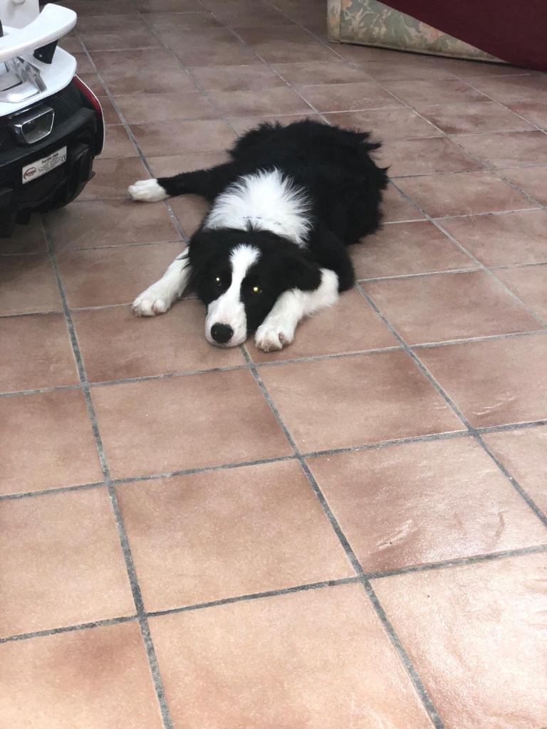 Smarrito un cane a Marsala in c/da Santa Venera