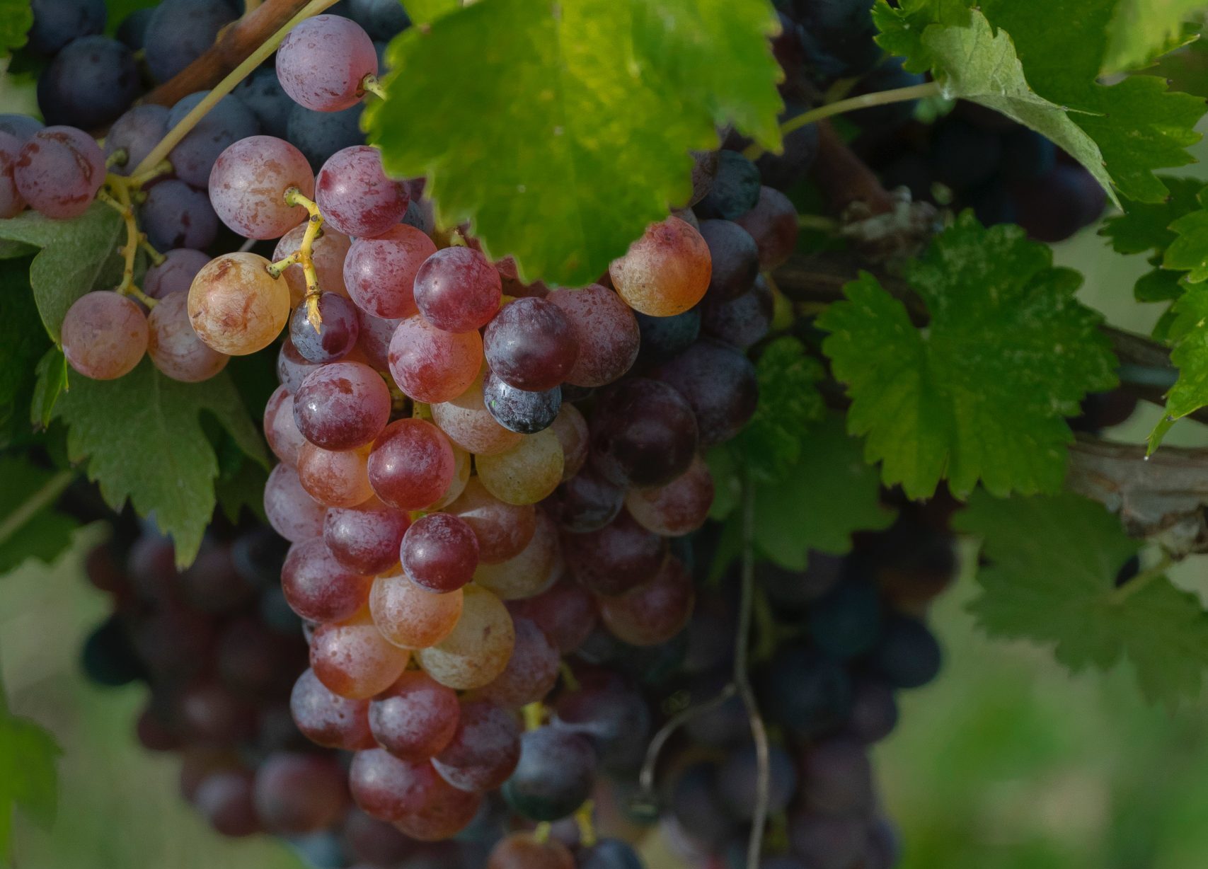 I Guardiani del Territorio: “La Regione non ha stanziato ristori per il comparto agricolo”