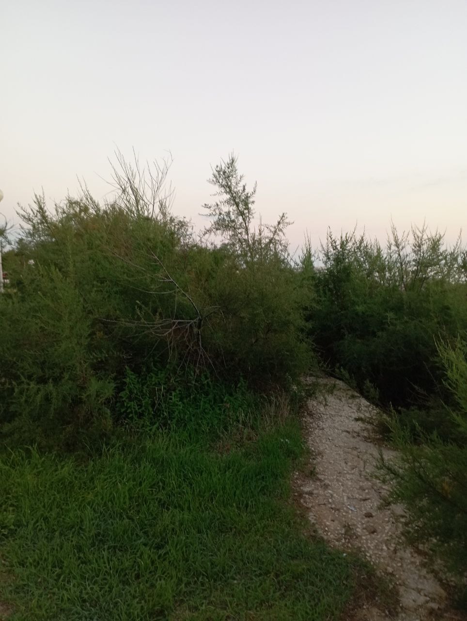 Il Parco del Lungomare Marsala richiede manutenzione e potature, cespugli come boscaglie