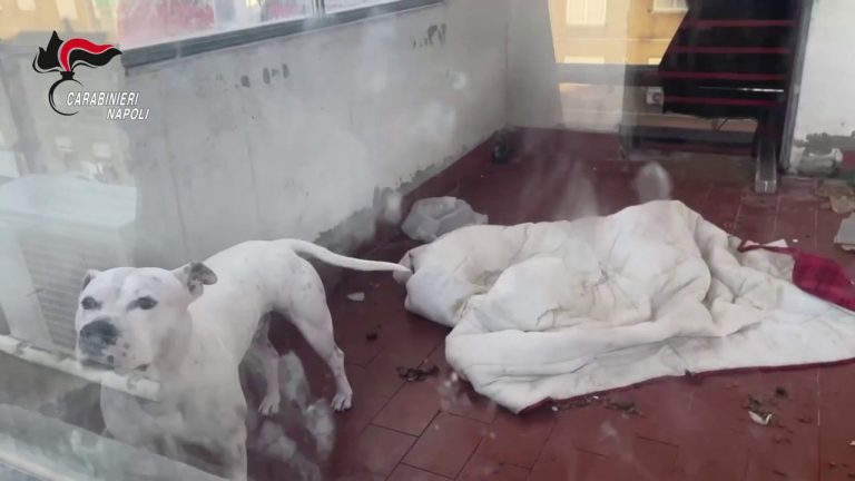 Droga e armi in quartieri popolari nel napoletano, blitz Carabinieri