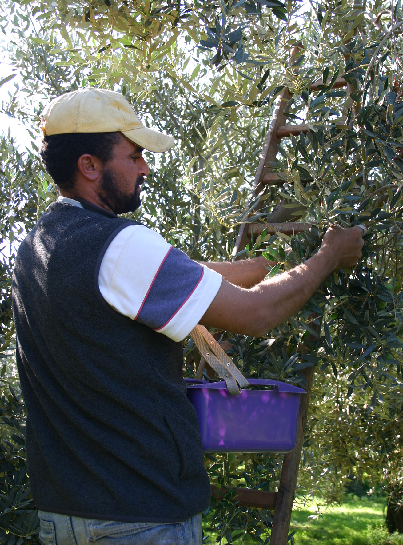 Petrosino: l’olio d’oliva solidale raccolto dai giovani del Progetto SAI