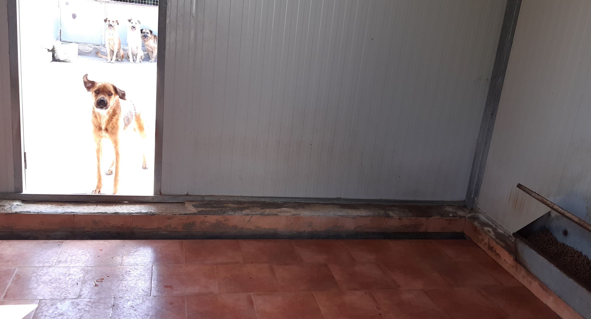 Manutenzione del Canile Municipale di Marsala, la Giunta approva il progetto