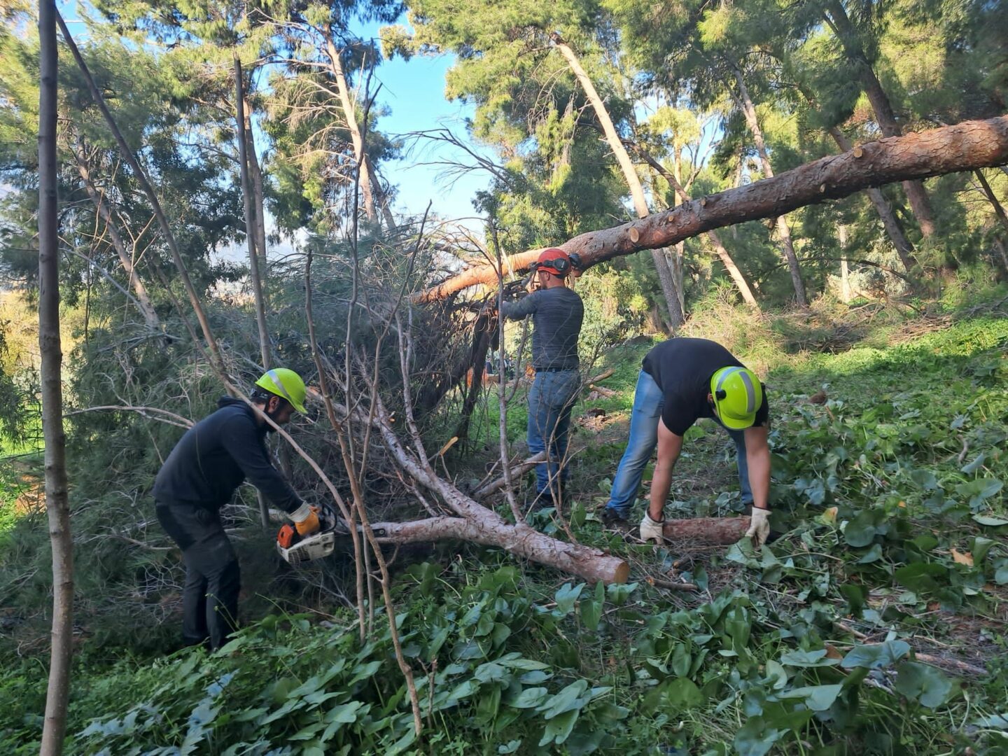 Avviati i lavori di rimboschimento nel Parco della Favorita a Palermo