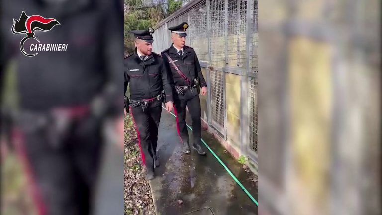 Sequestro in un canile del milanese in cattive condizioni igieniche