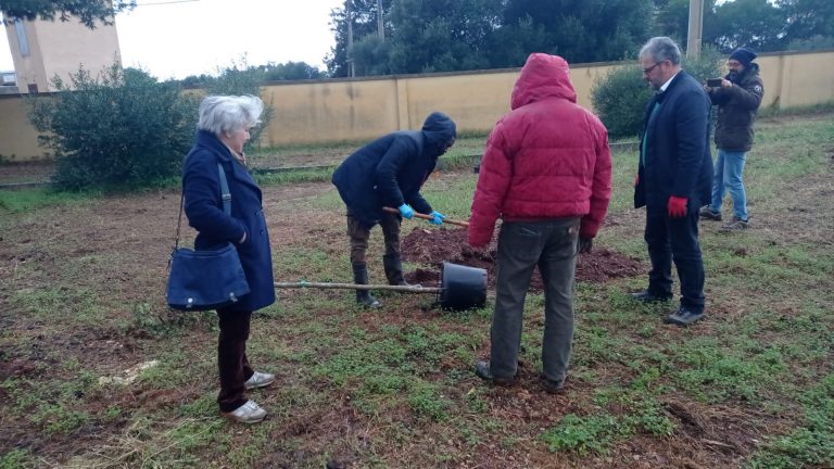 Piantumati diversi alberi davanti all’asilo di contrada Amabilina a Marsala