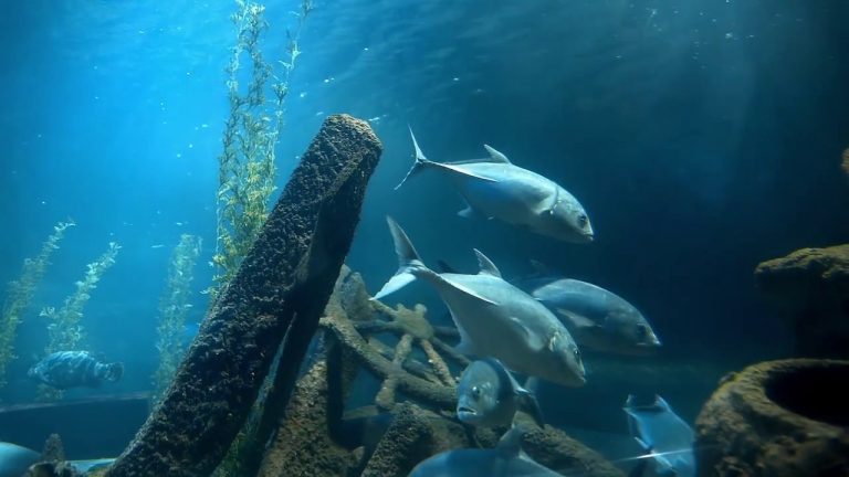 Dall’Ue un milione per la pesca sostenibile