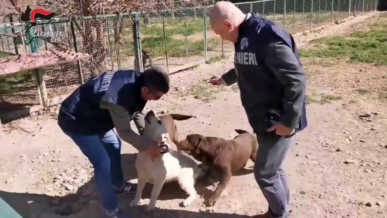 Controlli nei canili di tutta Italia, i Nas sequestrano 871 cani