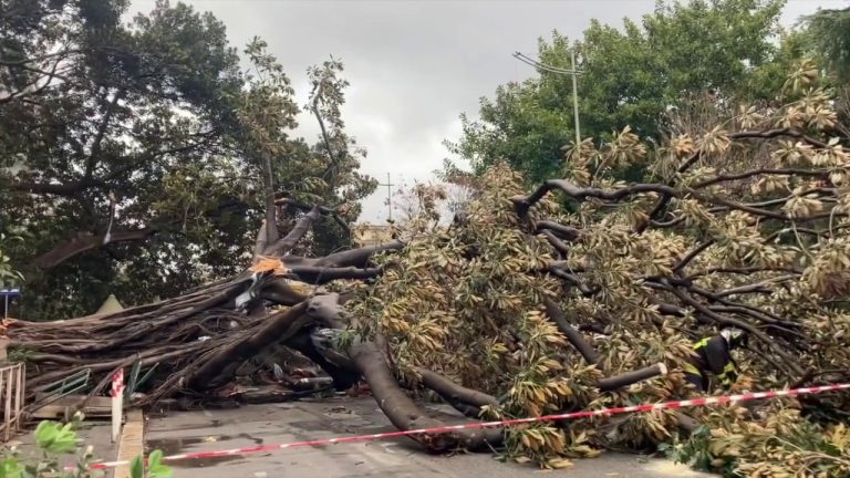 Albero cade su auto in transito a Palermo, le immagini