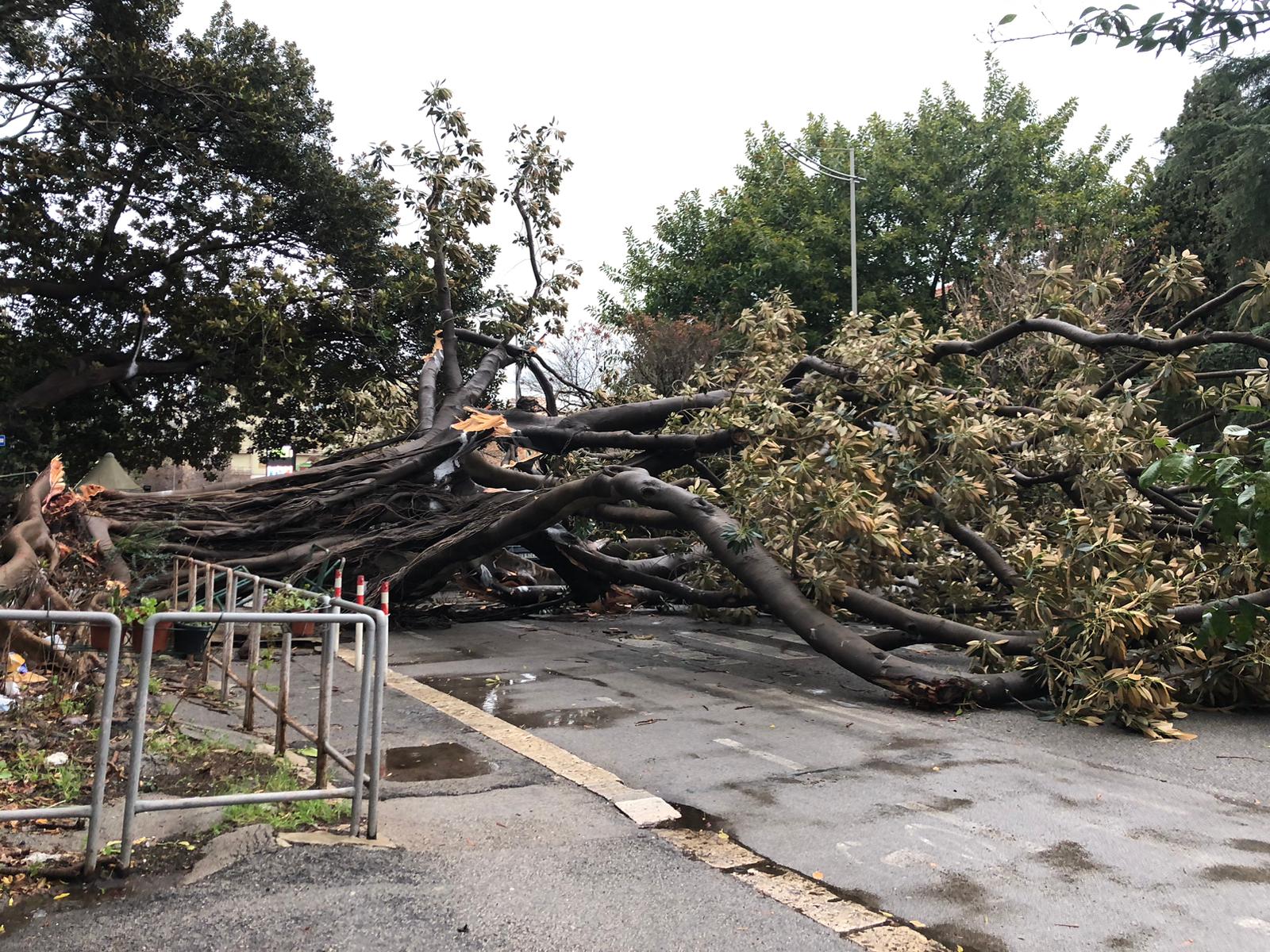 Maltempo: crollano alberi a Palermo. Le immagini