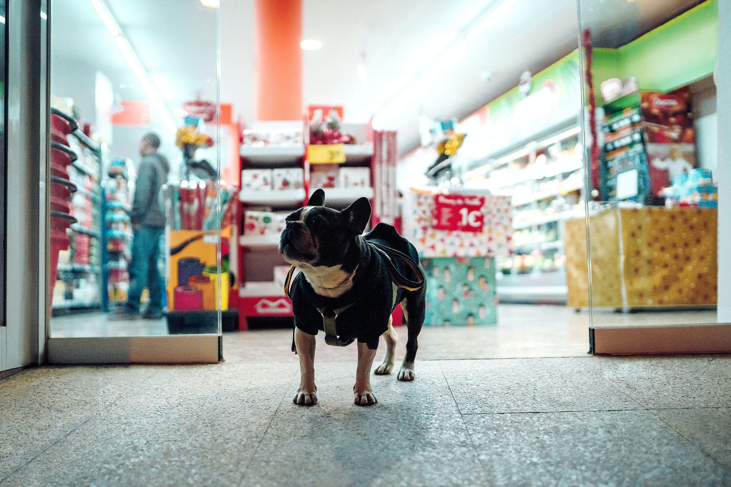 Sì ai cani nei Supermercati, LAV: “Divieti solo per scelta dell’attività”