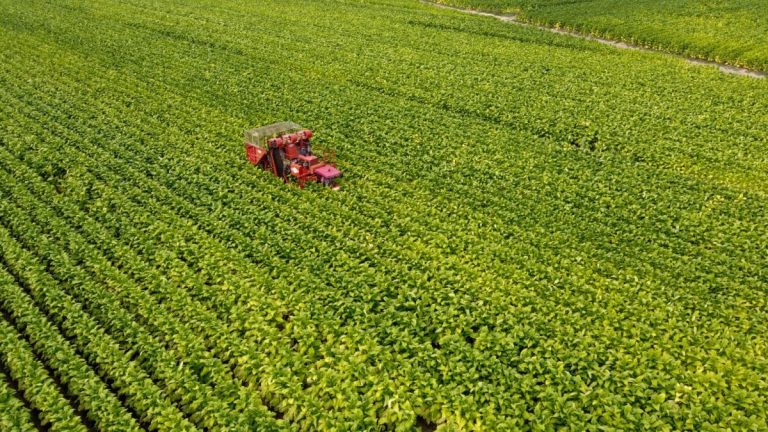 Philip Morris, investimento da 500 mln per la filiera del tabacco