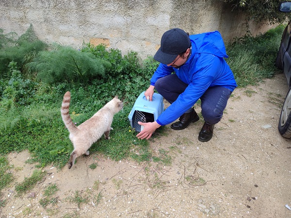 A Trapani sterilizzati 100 gatti con fondi Oipa e grazie a un veterinario Enpa