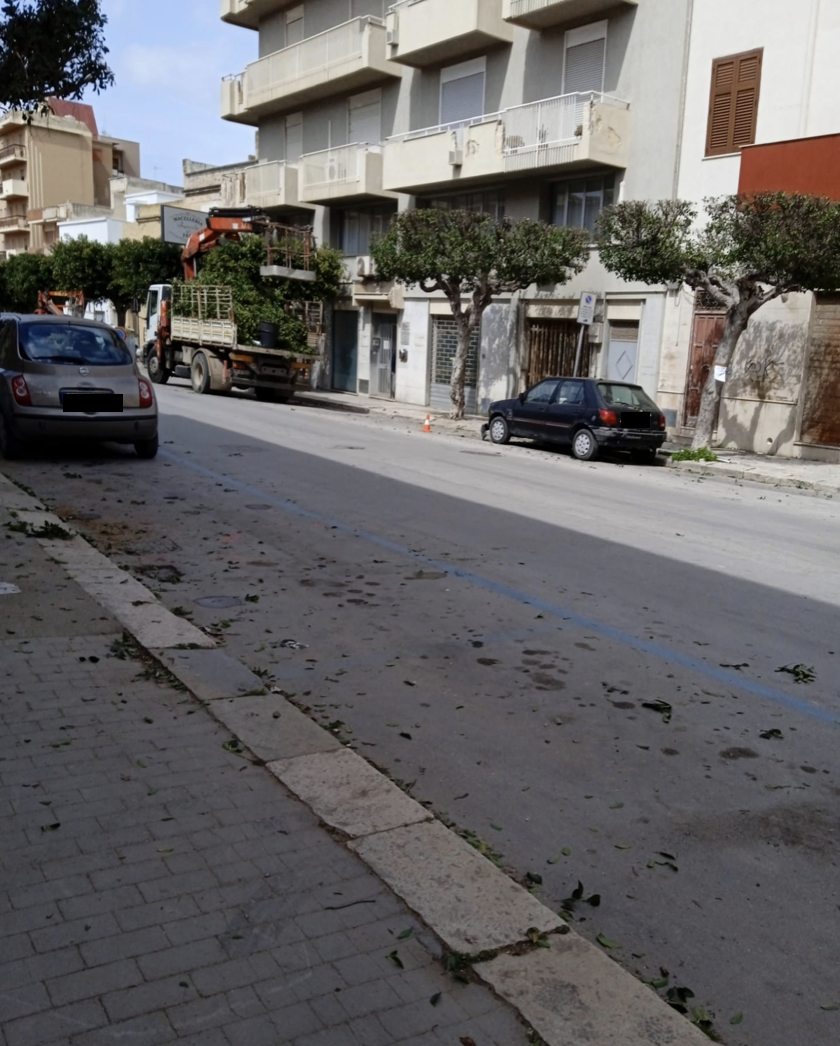 Continua a marzo (in ritardo) la potatura degli alberi di Marsala