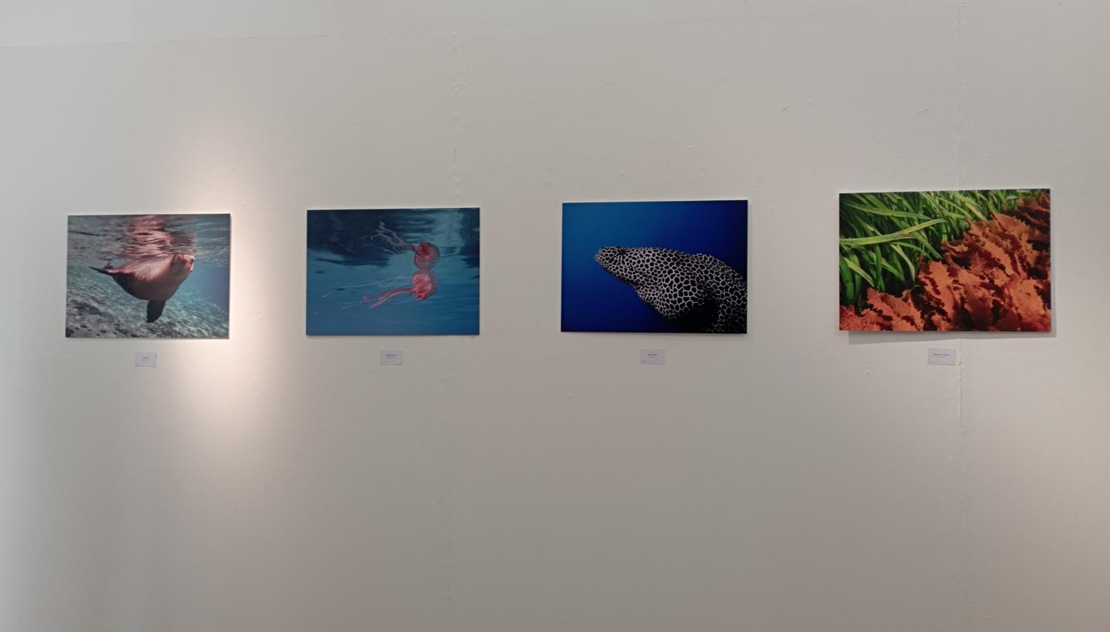 La “Natura Corta” fantastica negli scatti di Diego Leandro Genna