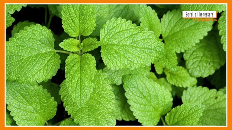 Sorsi di benessere – Una tisana rilassante che favorisce il sonno