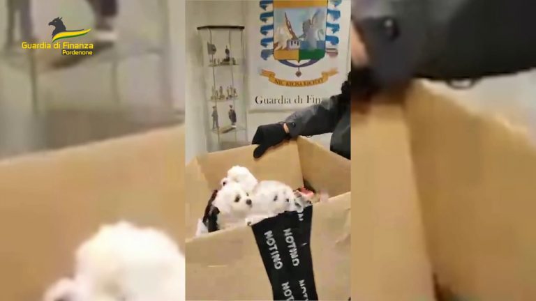 Polacco trasportava cinque cagnolini senza passaporto sanitario