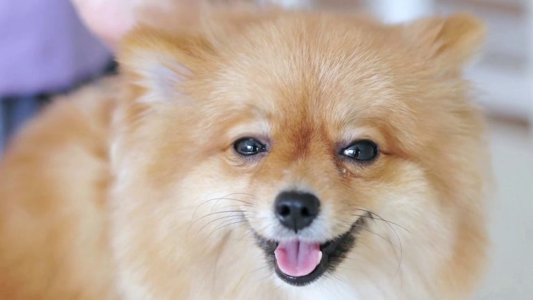 Un test ci rivela se il nostro cane è felice