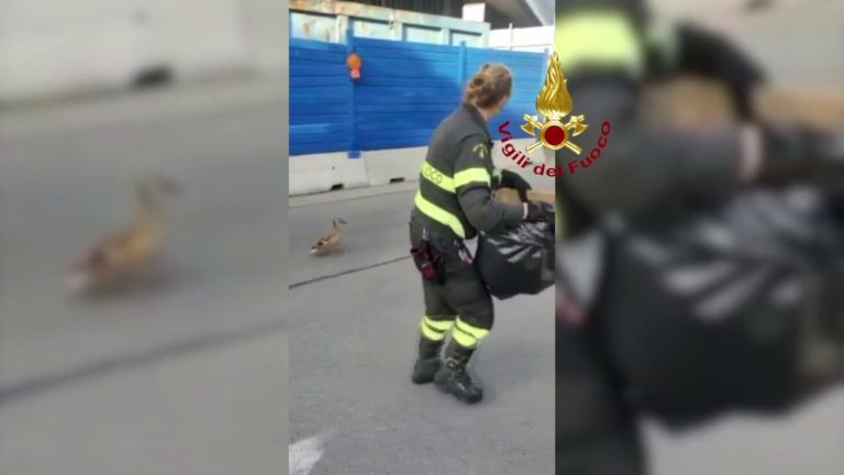 Salvati mamma anatra e i suoi dodici anatroccoli
