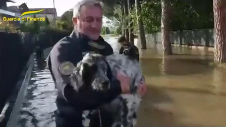 Maltempo in Emilia Romagna, Gdf salva i cani travolti dall’alluvione