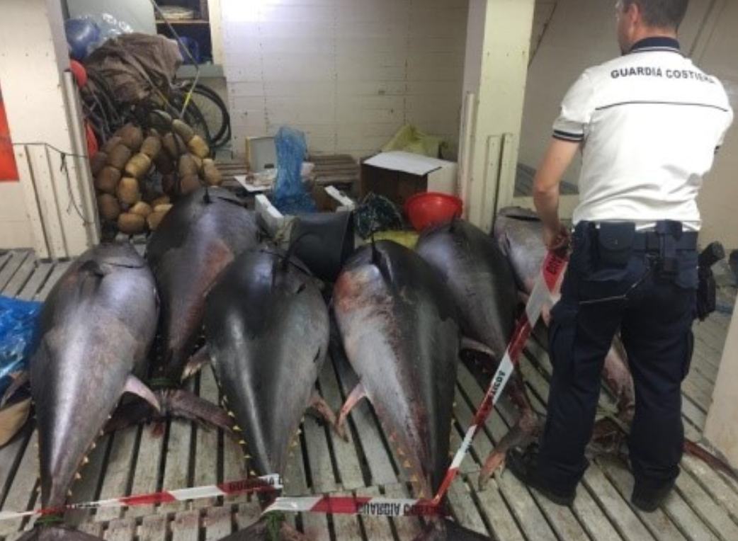 A Trapani sequestrati oltre 700 chili di tonno rosso privo di tracciabilità