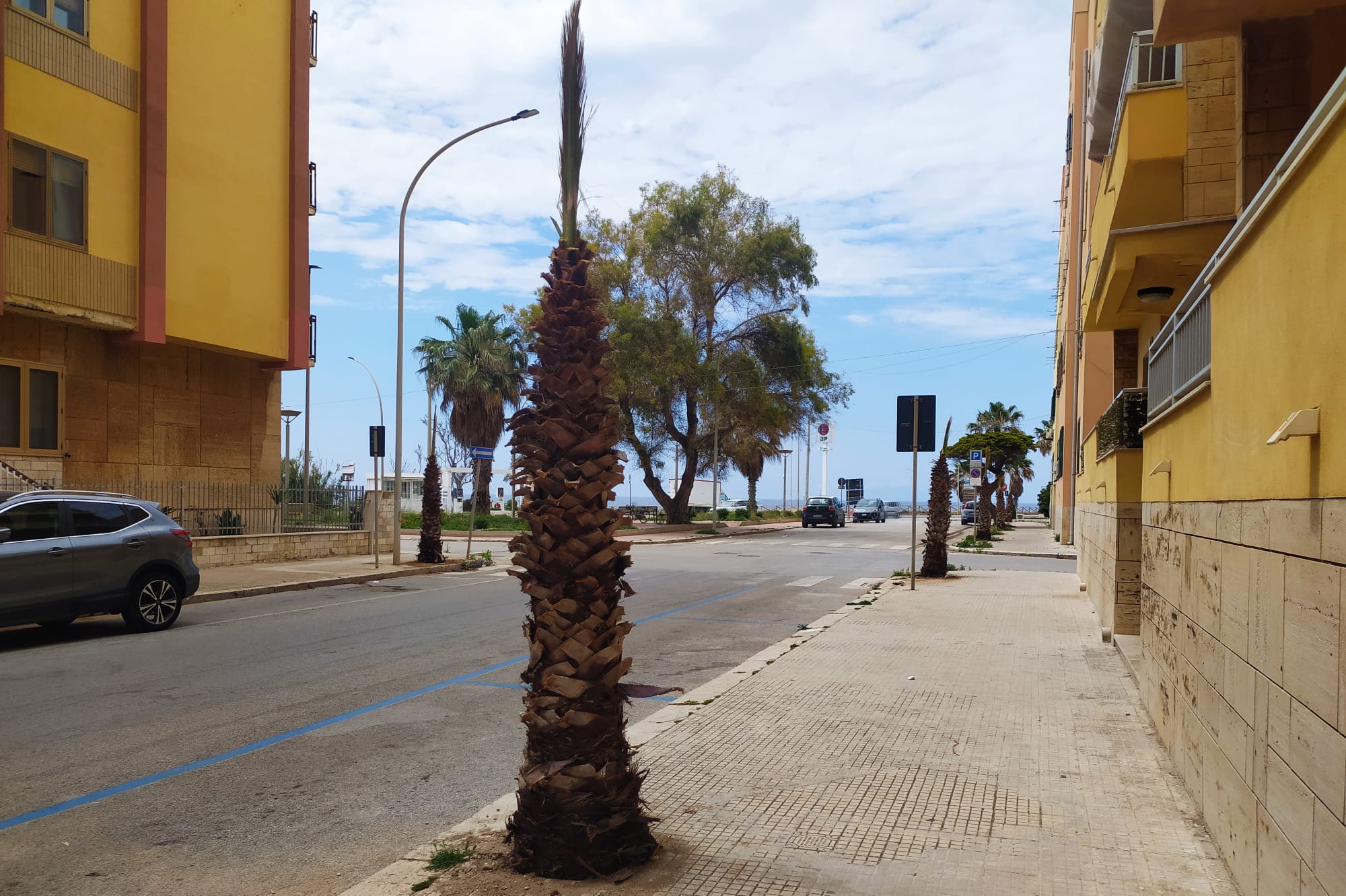 Marsala, nuove palme in via delle Sirene: dopo un mese sono rimasti solo i fusti