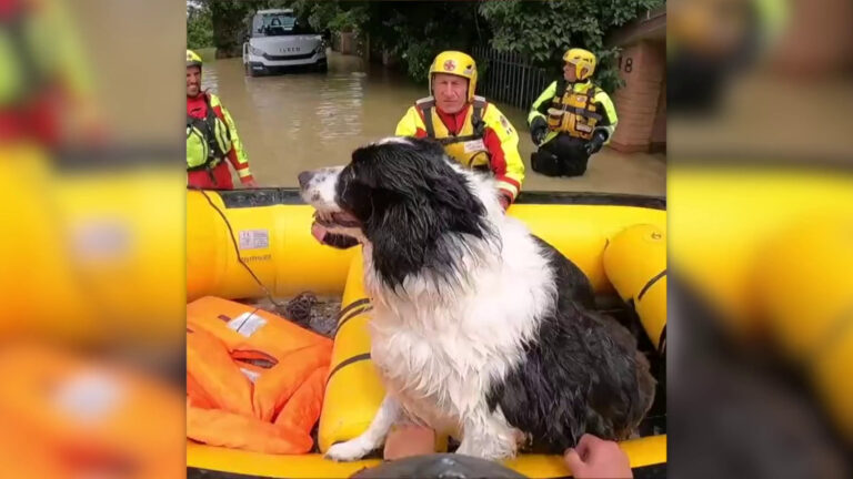 Maltempo, Croce Rossa al lavoro per salvare persone e animali