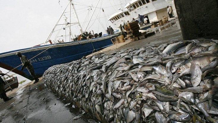 Pesca, la Regione dispone il fermo obbligatorio per il mese di ottobre