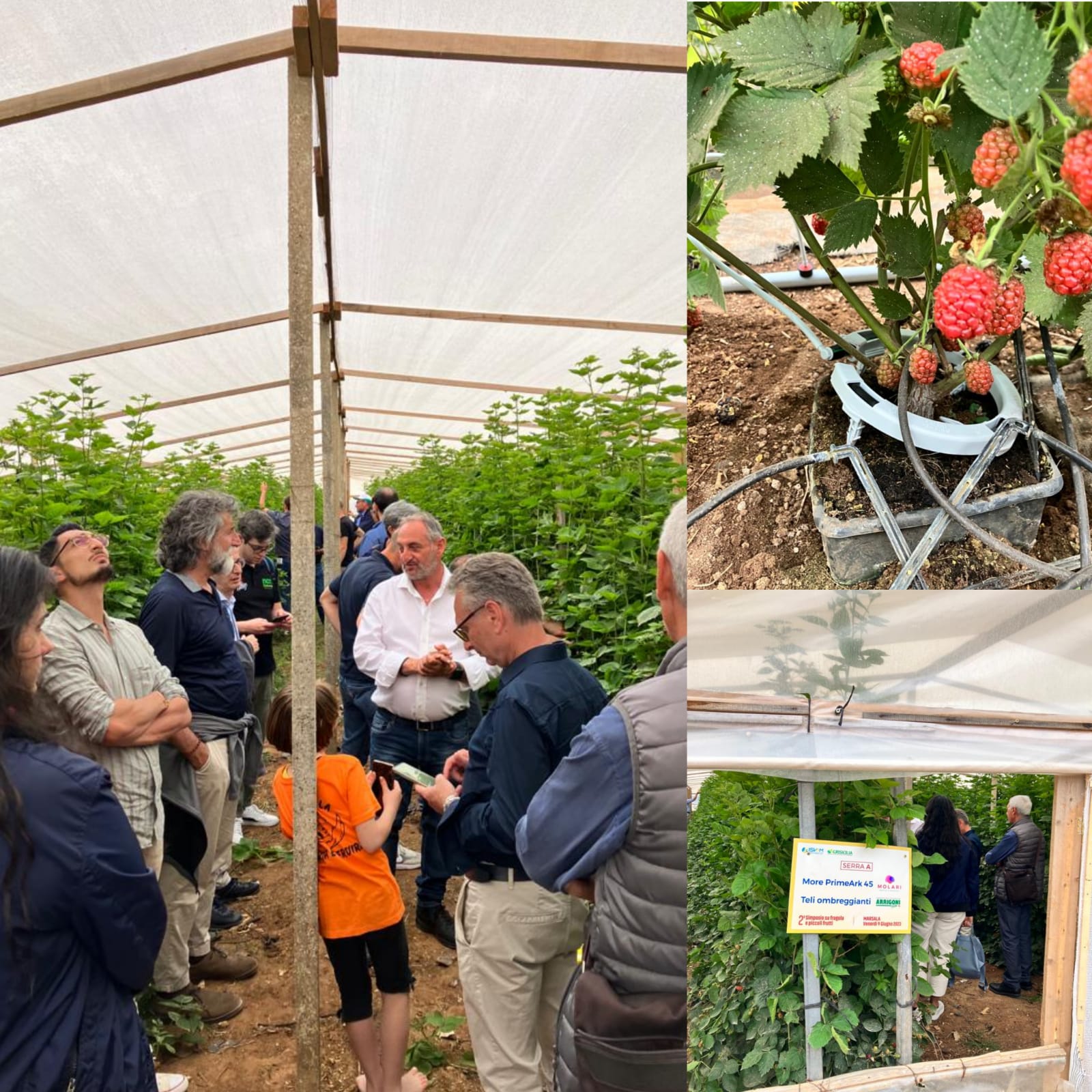 Fragola e piccoli frutti: le visite in campo chiudono l’evento marsalese