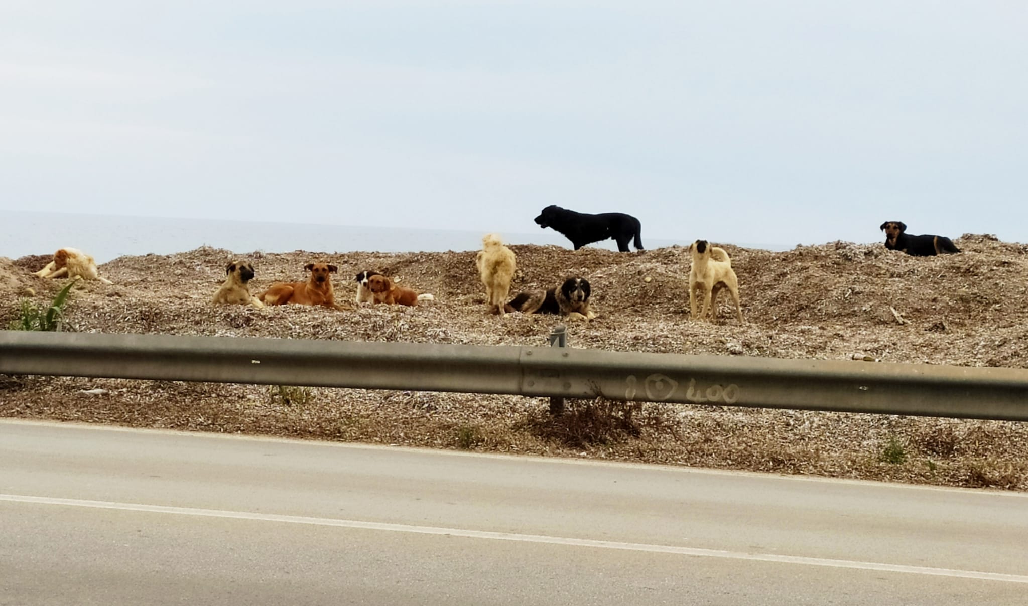 Branchi di randagi nel litorale Sud di Marsala preoccupano