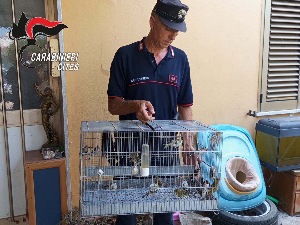 In precarie condizioni igieniche in casa con 160 uccelli, denunciato a Trapani