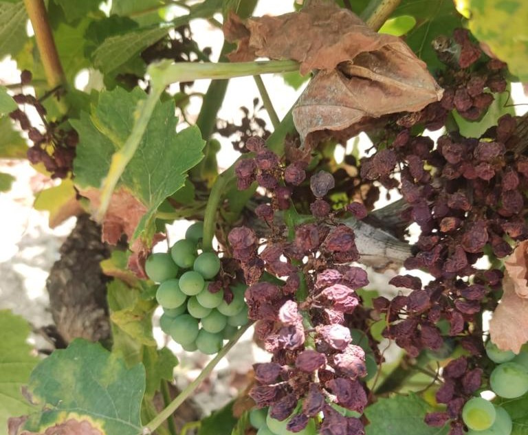 Salemi: “Chiediamo stato di calamità in agricoltura, con peronospora perdite al 70%”