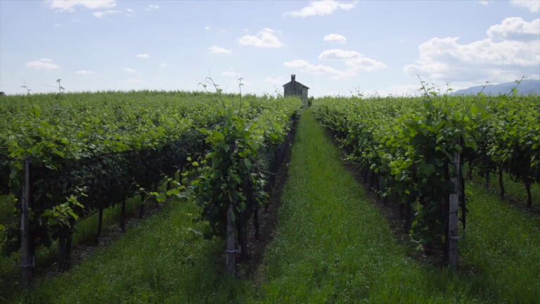 Al via “FreeCO2”, imprese vitivinicole più sostenibili