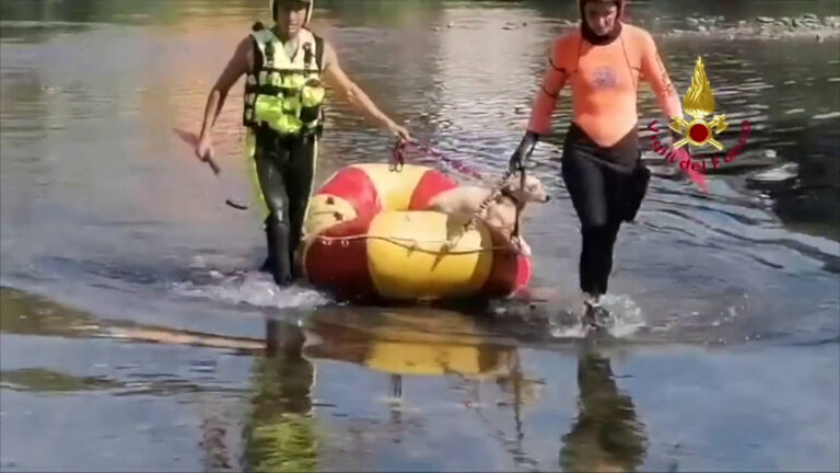 Vigili del fuoco salvano cane in pericolo sul fiume Serchio a Lucca