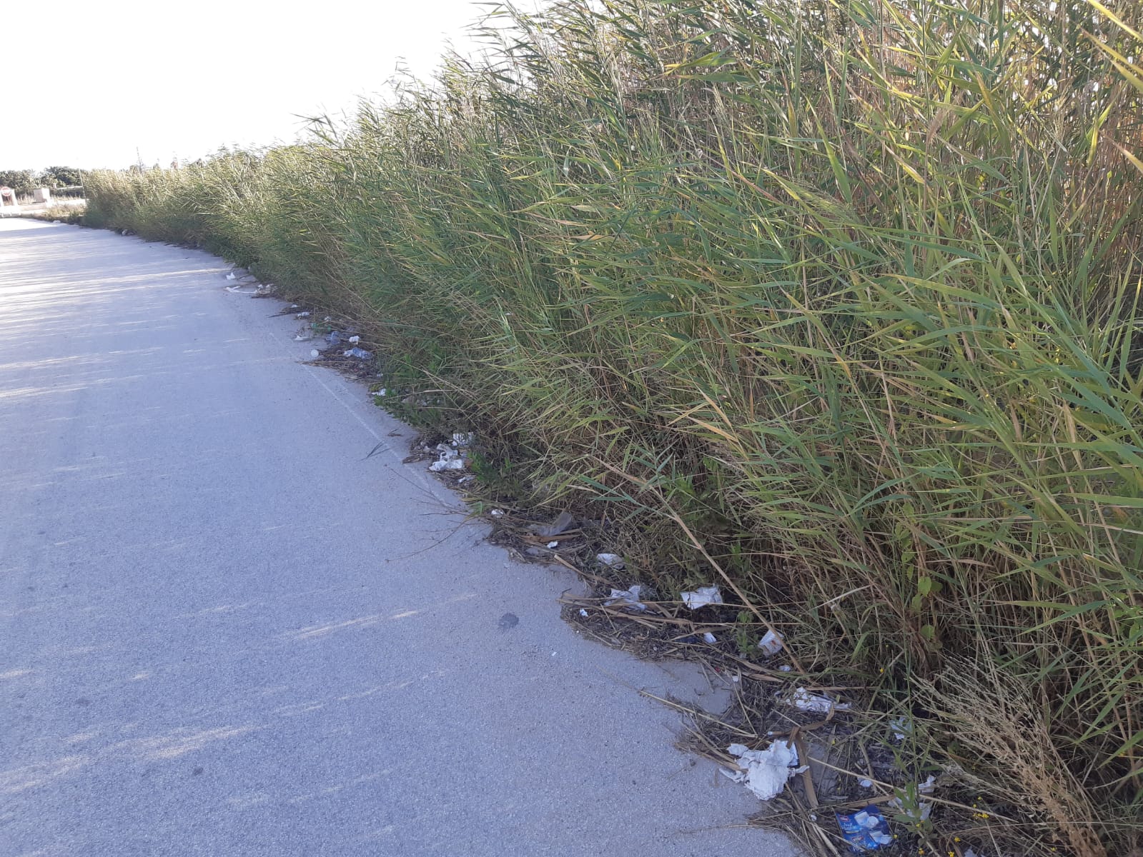Arbusti spinosi e canneti, cittadini e turisti chiedono più pulizia a Marsala