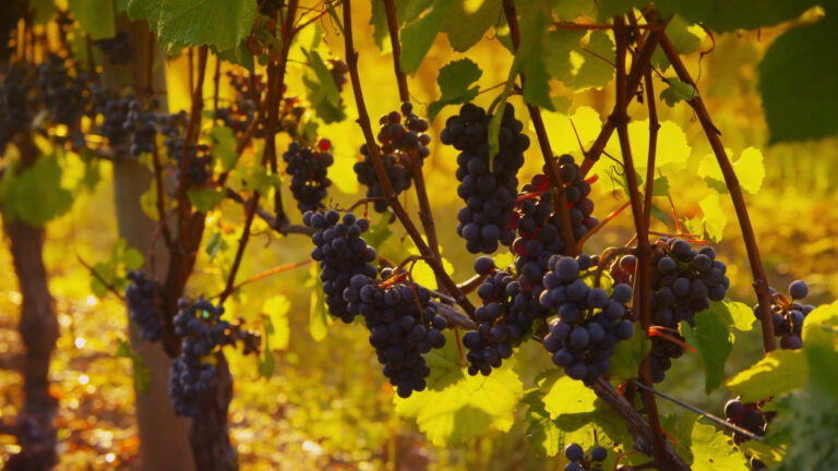 Vendemmia, produzione in calo