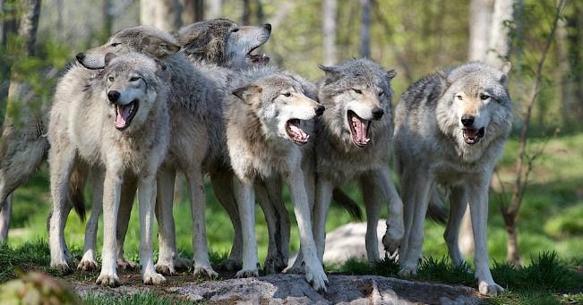 I lupi cattivi e il branco contro il patriarcato