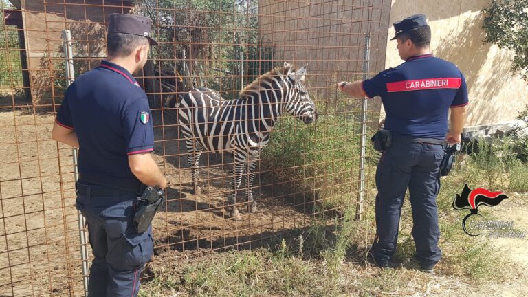 Sequestro di animali alla Fattoria Carimi, parla il titolare: “Ci metteremo in regola”