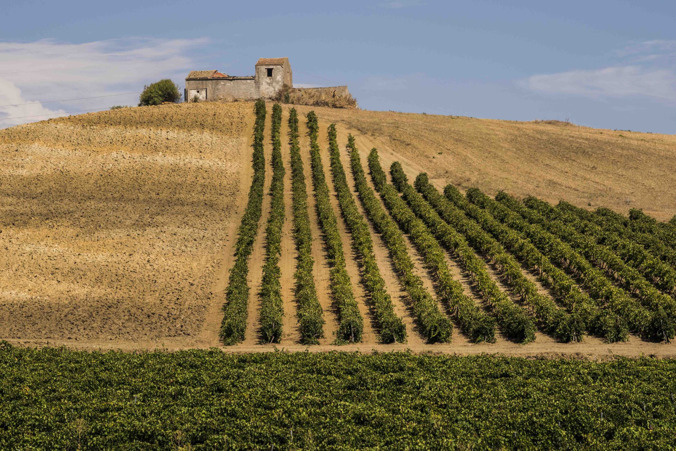 Inizio vendemmia: in Sicilia calo del 40% ma qualità eccellente