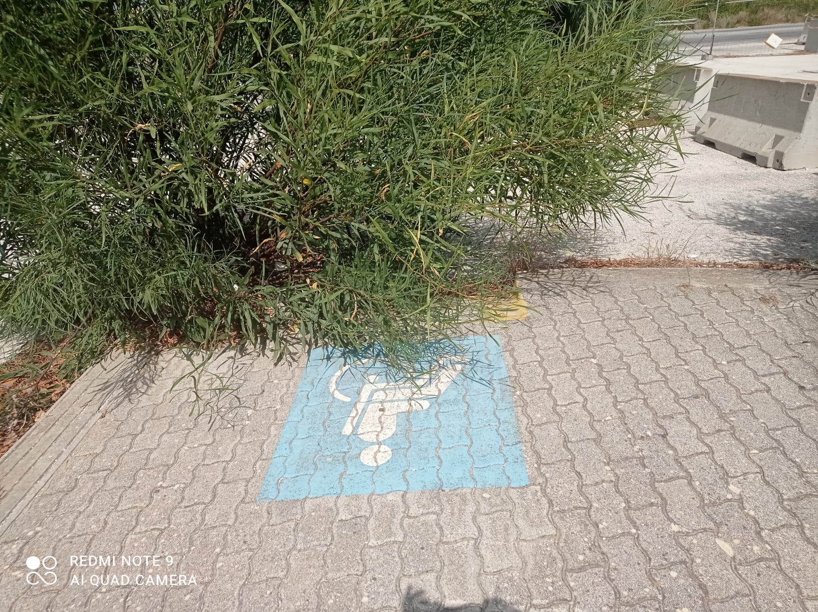 All’ospedale di Marsala gli scivoli per disabili ‘bloccati’ da rami