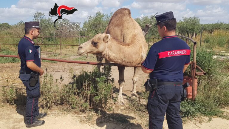 Castelvetrano: teneva un vero e proprio zoo in azienda, denunciato. VIDEO