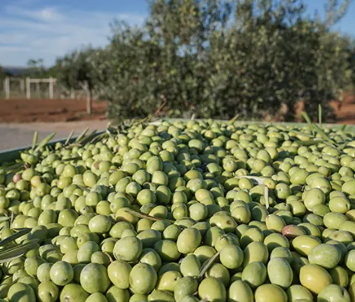 Innovazione e tradizione nell’olio firmato DONNA GIACOMA