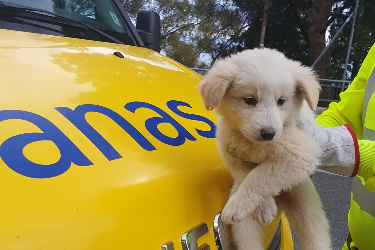 L’Anas salva un animale ogni 5 giorni dai pericoli della strada