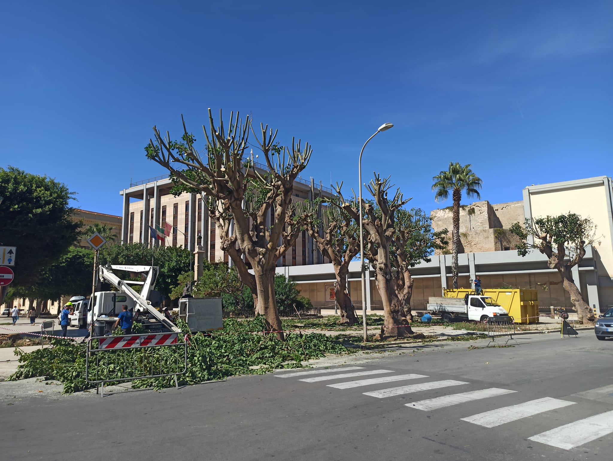 Eritrine a Trapani, potature terminate in piazza Vittorio Veneto