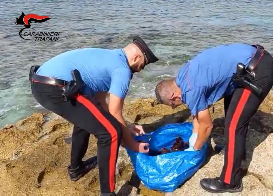 Favignana, aveva centinaia di ricci di mare in macchina. Lo denunciano i carabinieri