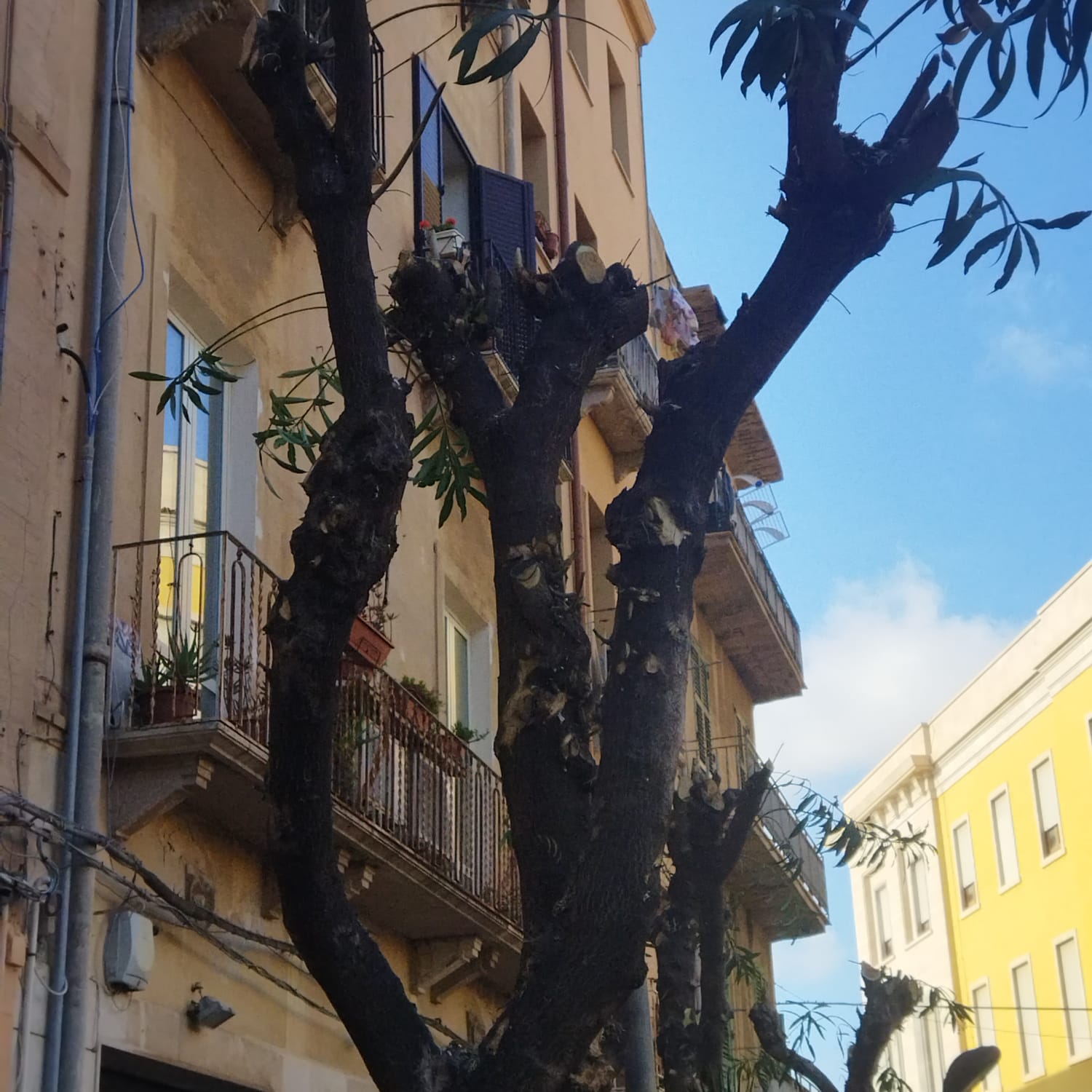 Polemica verde pubblico tra Comune di Trapani e Erythros: “C’è un imponente piano di potature”