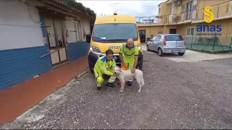 Napoli, cantonieri Anas salvano cane. Si cerca proprietario